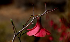 Hermannia grandiflora