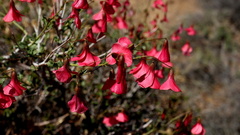 Hermannia grandiflora