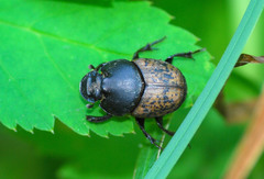Onthophagus gibbulus