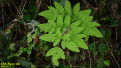 Osmunda japonica