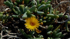 Malephora crassa