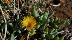 Malephora crassa