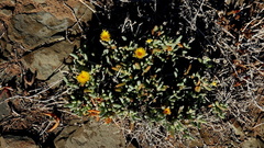 Malephora crassa
