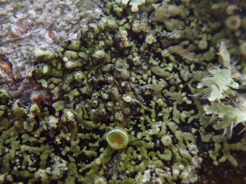 Grainy Shadow-crust Lichen