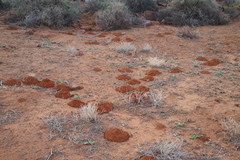 Cryptomys hottentotus