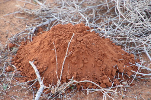 African Mole-rat