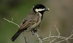 Melaniparus afer