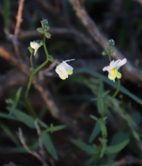 Nemesia anisocarpa