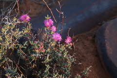 Drosanthemum deciduum