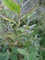 Salix aurita