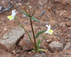Nemesia anisocarpa