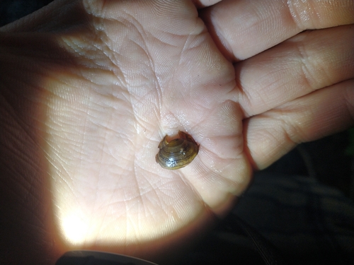 Rocky Mountain fingernailclam