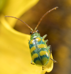 Diabrotica balteata