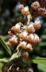 Melicytus chathamicus