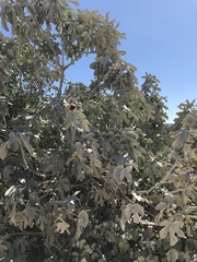 Ficus carica