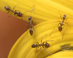 Linepithema humile