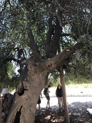 Quercus