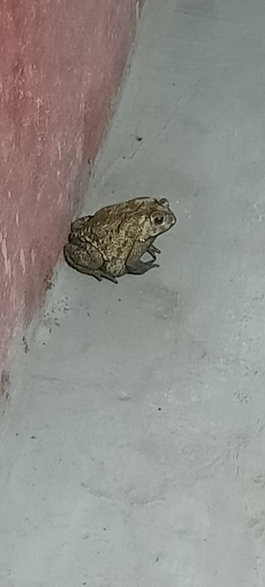 Indian Common True Toad