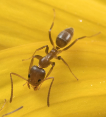 Linepithema humile