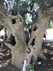 Quercus