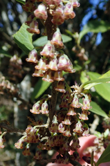 Melicytus chathamicus