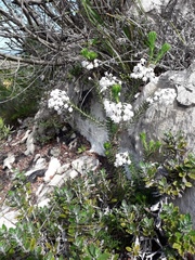 Erica calcareophila