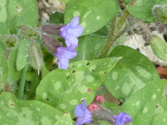 Pulmonaria hirta