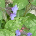 Pulmonaria hirta - Photo (c) lucapassalacqua, some rights reserved (CC BY-NC)