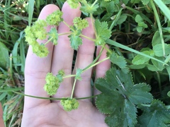 Alchemilla bungei