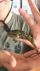 Chorisochismus dentex