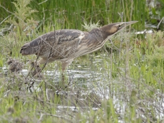 Botaurus poiciloptilus