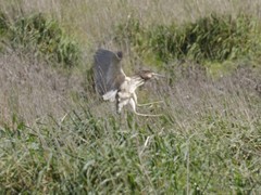 Botaurus poiciloptilus