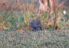 Numida meleagris mitratus