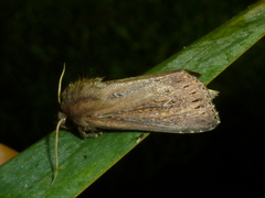 Nonagria typhae