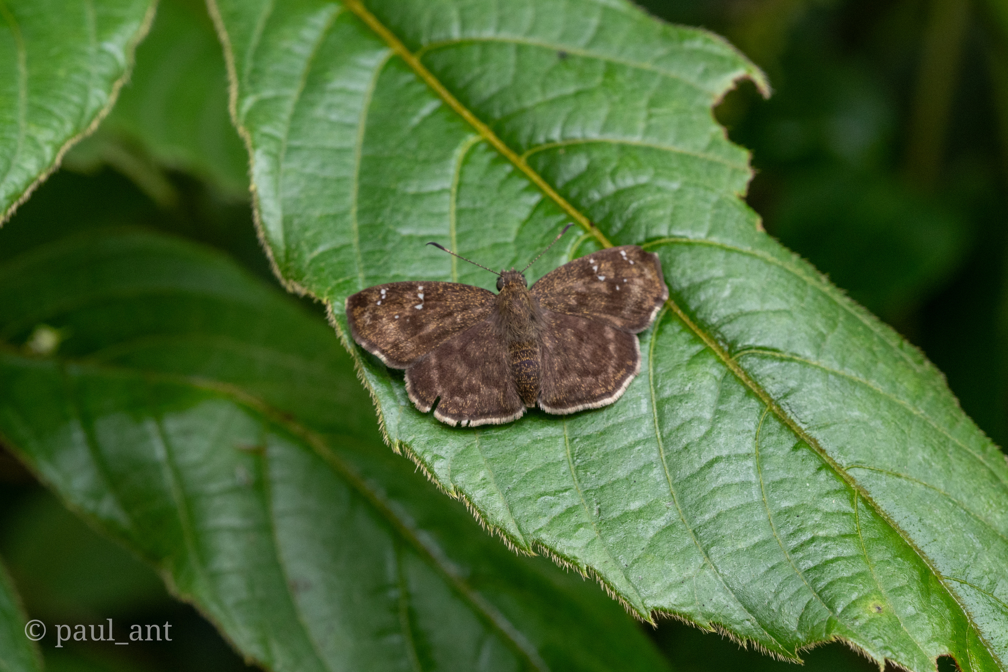 Common Small Flat