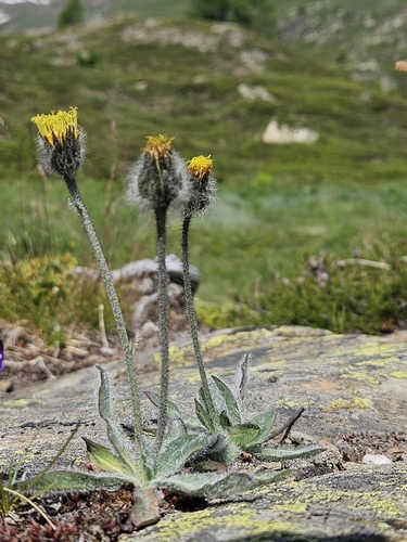Hawkweed (Hieracium piliferum)