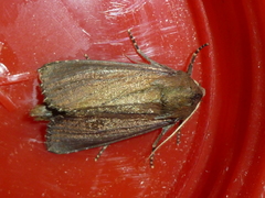 Nonagria typhae