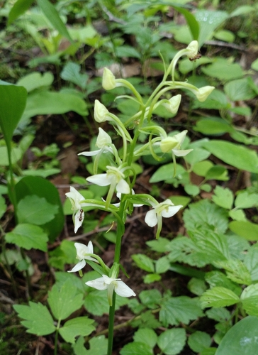 Greater butterfly-orchid