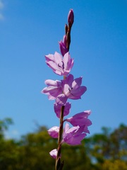 Watsonia marginata