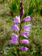 Watsonia marginata