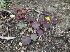Oxalis corniculata