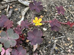 Oxalis corniculata