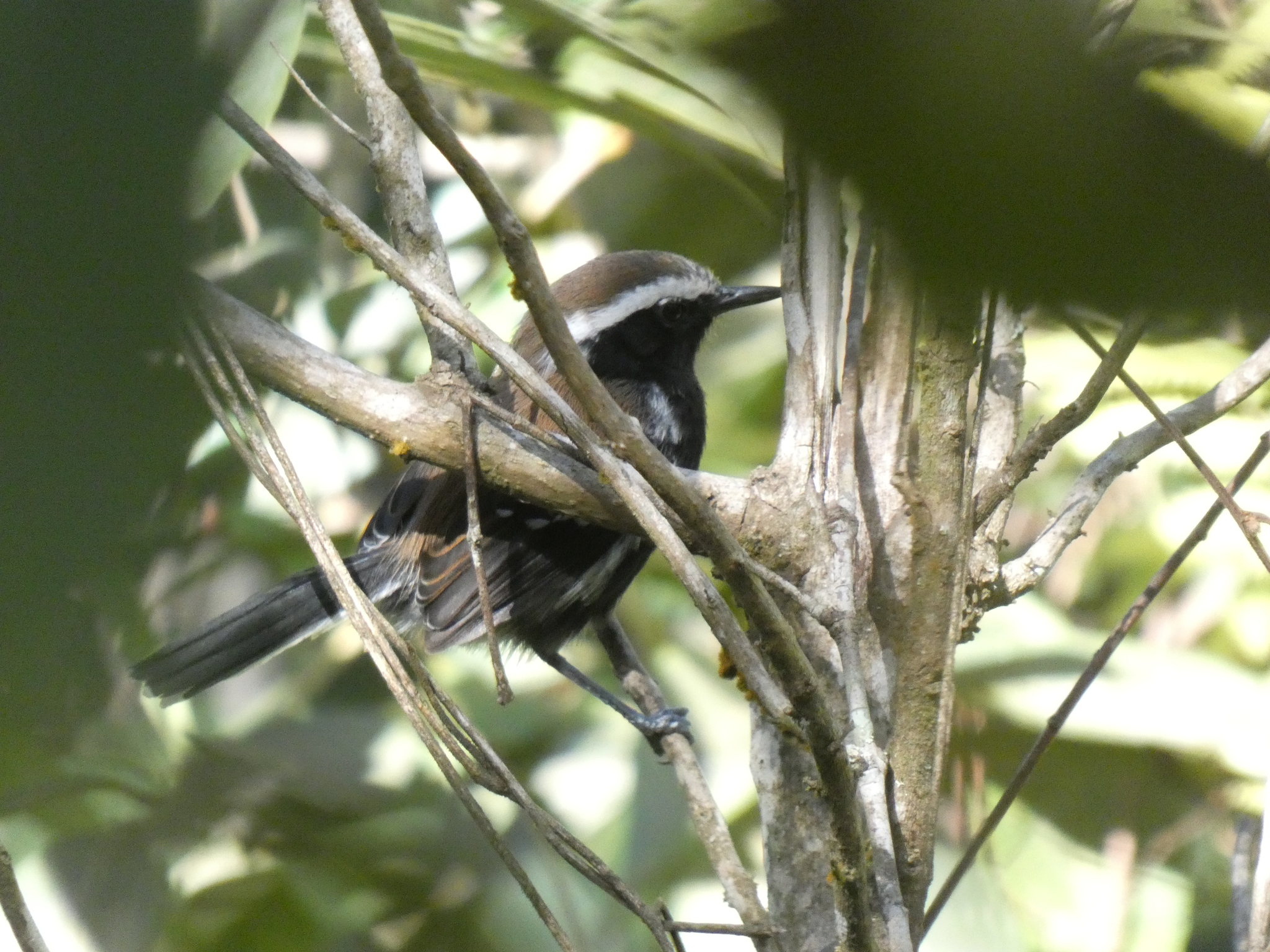Serra Antwren (Formicivora serrana), photo 9