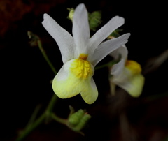 Nemesia anisocarpa