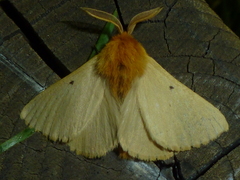 Lemonia taraxaci