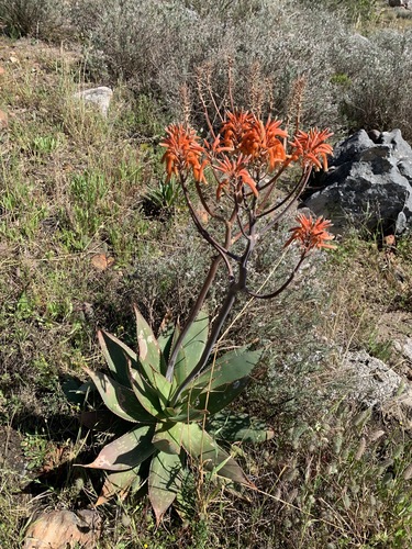 Aloe × schimperi, photograph 5