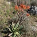 Aloe striata × maculata - Photo (c) Matthew Fainman, some rights reserved (CC BY), uploaded by Matthew Fainman