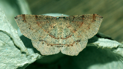 Rhinodia rostraria