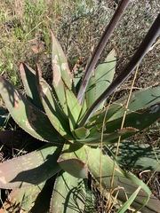 Aloe × schimperi