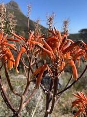 Aloe × schimperi